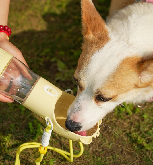 How to Keep Your Pet Safely Hydrated on Outdoor Adventures
